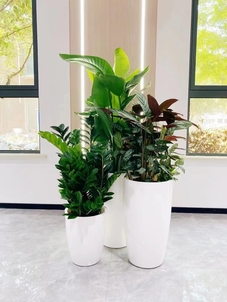 了解奉化花木出租价格，别再错过啦！